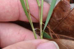 Dichanthelium angustifolium