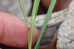 Dichanthelium angustifolium
