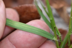 Dichanthelium angustifolium