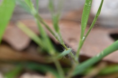Dichanthelium angustifolium