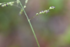 Dichanthelium angustifolium