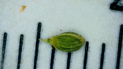Dichanthelium angustifolium