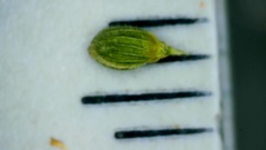 Dichanthelium angustifolium