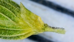 Dichanthelium angustifolium