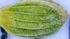 Dichanthelium angustifolium