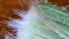 Dichanthelium angustifolium