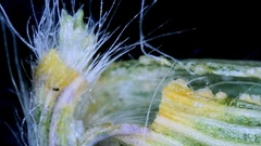 Dichanthelium angustifolium