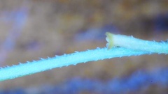 Dichanthelium angustifolium