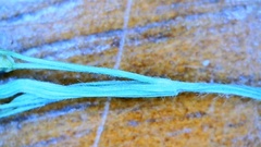 Dichanthelium angustifolium