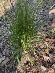 Oryzopsis asperifolia