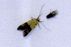 Hemibela