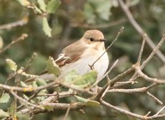 Ficedula speculigera