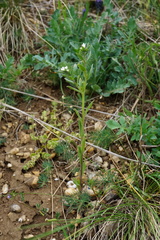 Buglossoides incrassata