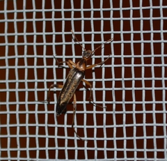 Cephaloon lepturides