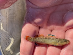 Etheostoma radiosum