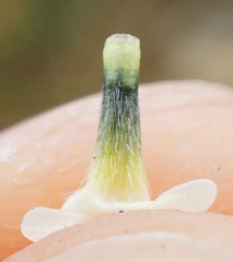 Buglossoides incrassata