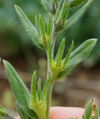 Buglossoides incrassata