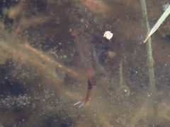 Eubranchipus oregonus