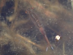 Eubranchipus oregonus