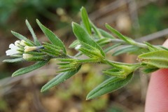 Buglossoides incrassata