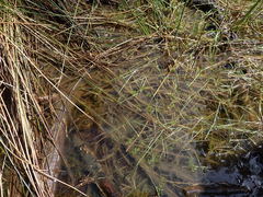 Eubranchipus oregonus