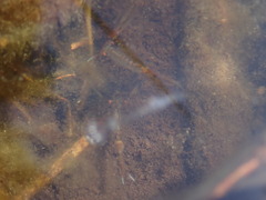 Eubranchipus oregonus