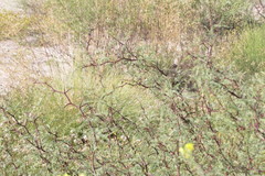 Prosopis flexuosa