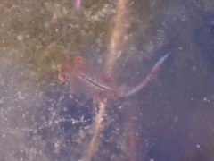 Eubranchipus oregonus