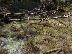 Eubranchipus oregonus