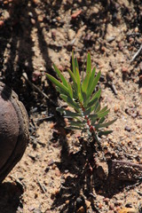 Protea acuminata