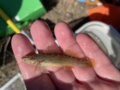 Etheostoma radiosum