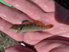 Etheostoma radiosum