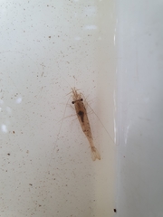 Paratya curvirostris