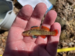 Etheostoma radiosum