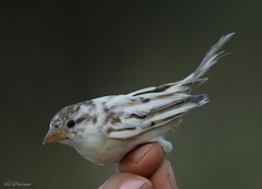 Passer hispaniolensis