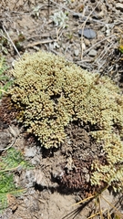 Pycnophyllum molle
