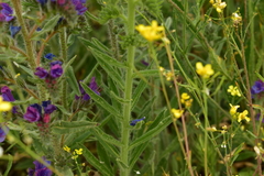 Echium vulgare