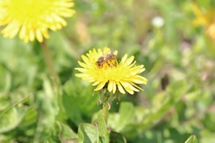 Apis mellifera