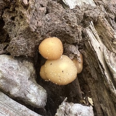 Kuehneromyces marginellus