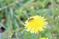 Apis mellifera