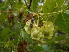 Euodynerus foraminatus