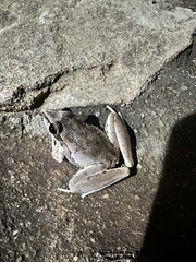 Litoria spaldingi