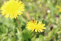 Apis mellifera