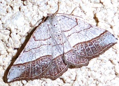 Eumacaria madopata