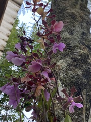 Encyclia cordigera