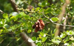 Pithecellobium excelsum