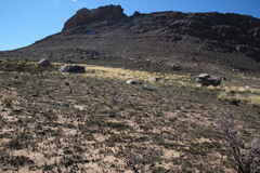 Aspalathus triquetra