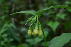 Symphytum tuberosum