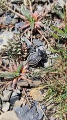 Pilobalia