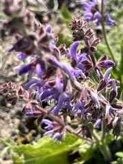 Salvia sclareoides